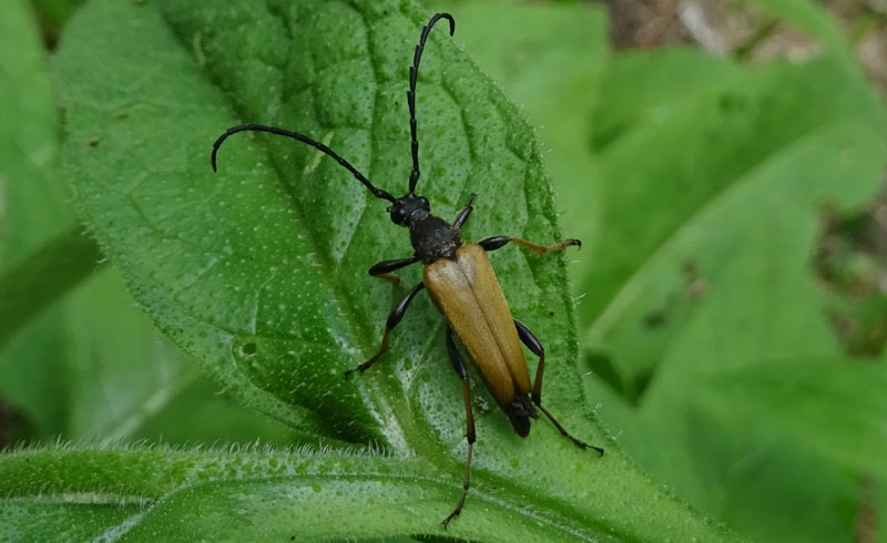 Stictoleptura rubra ssp. rubra (maschio)