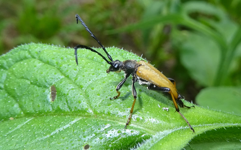 Stictoleptura rubra ssp. rubra (maschio)