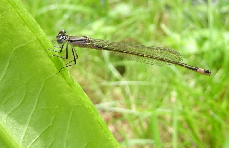 femmina di Ischnura elegans - Coenagrionidae