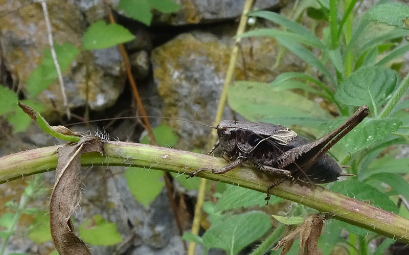 Pholidoptera griseoaptera - Tettigoniidae