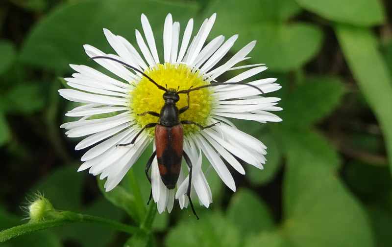 Stenurella bifasciata - Cerambycidae (femmina)