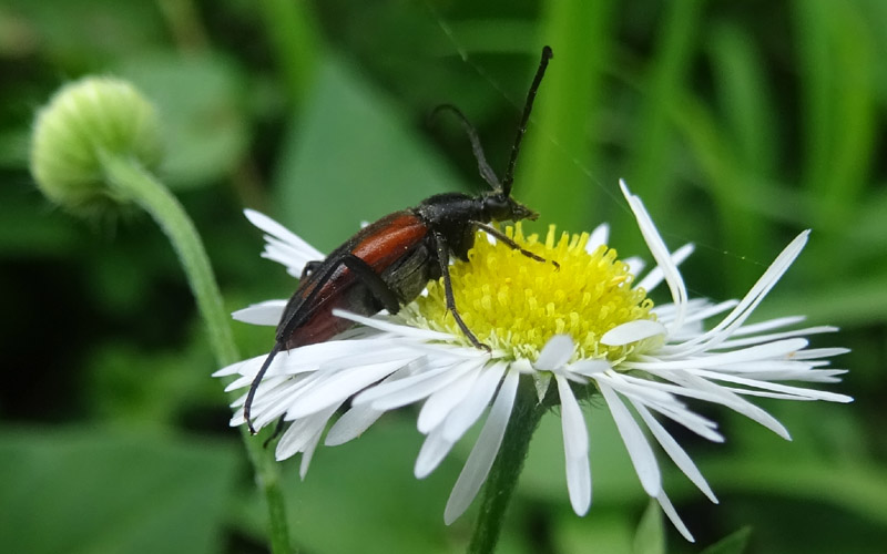 Stenurella bifasciata - Cerambycidae (femmina)