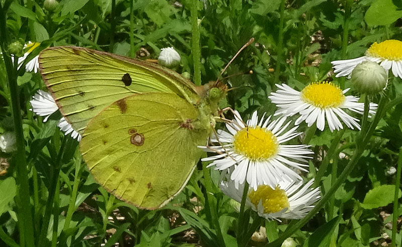 Colias alfacariensis - Pieridae