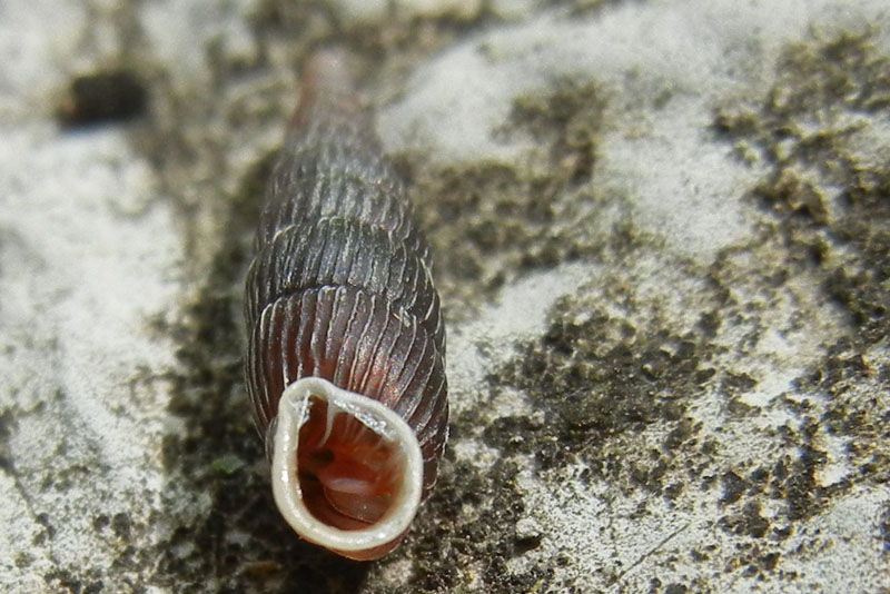 Macrogastra attenuata