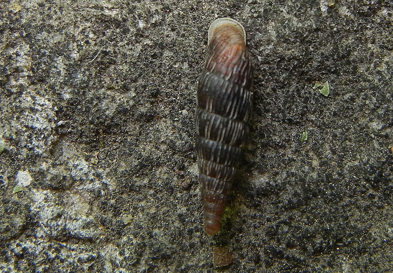 Macrogastra attenuata