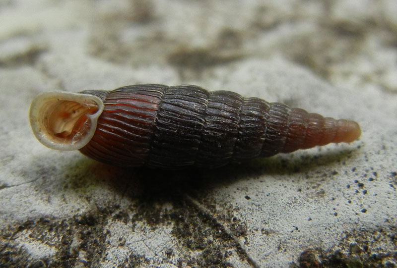 Macrogastra attenuata