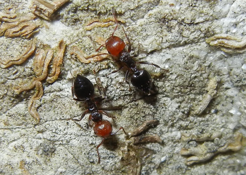 formiche.......rosso/nere (Crematogaster scutellaris)