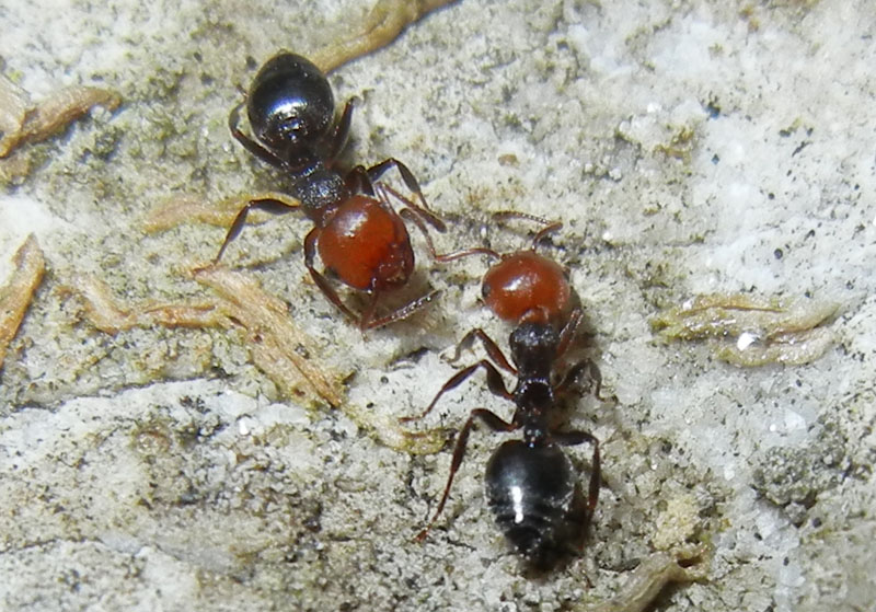 formiche.......rosso/nere (Crematogaster scutellaris)