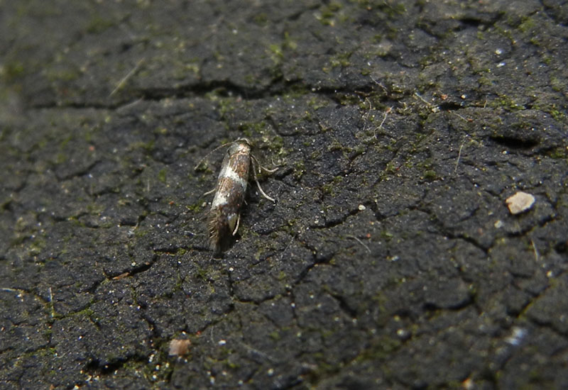 Aspilanta (=Antispila) treitschkiella - Heliozelidae...dal Trentino