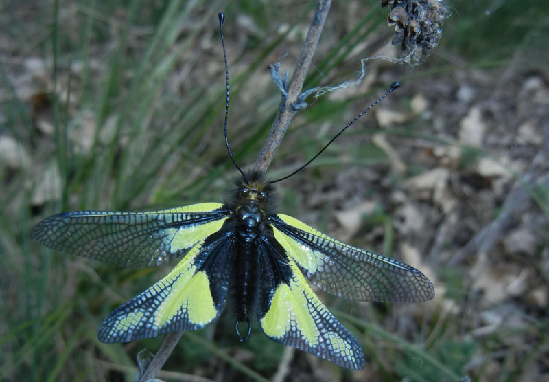 Libelloides coccajus