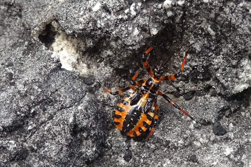 Rhynocoris iracundus - Reduviidae