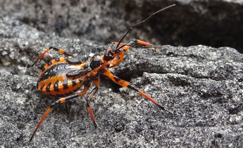 Rhynocoris iracundus - Reduviidae