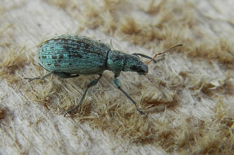 Polydrusus cervinus