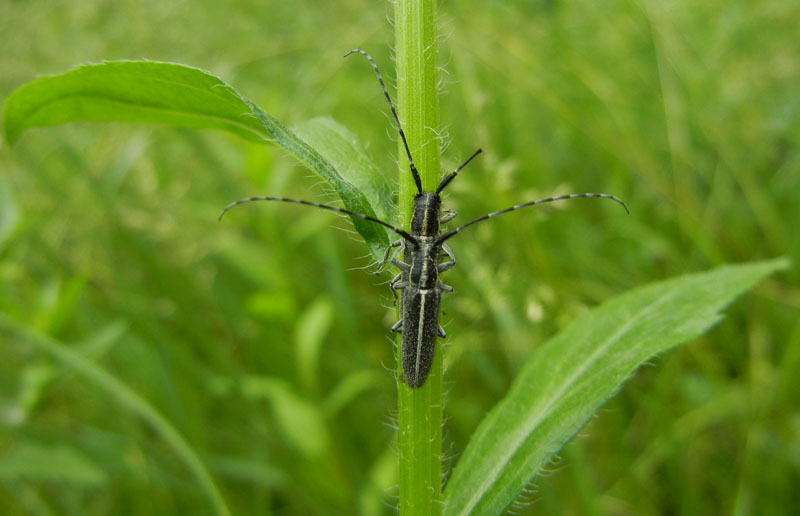 Agapanthia cardui