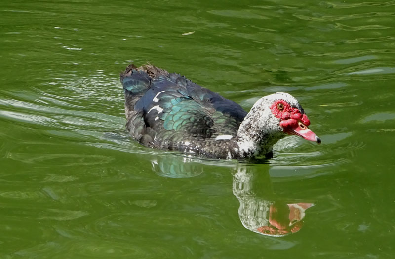 Cairina moschata