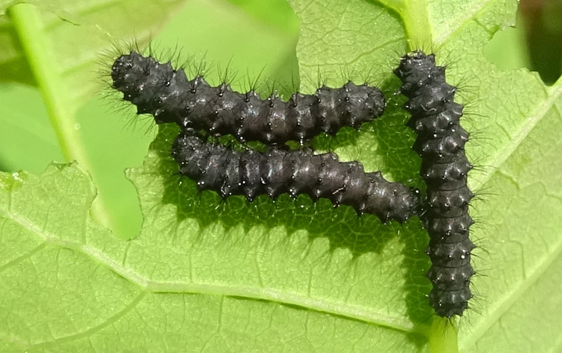 bruchi e uova: Saturnia pavoniella su Cotinus coggygria