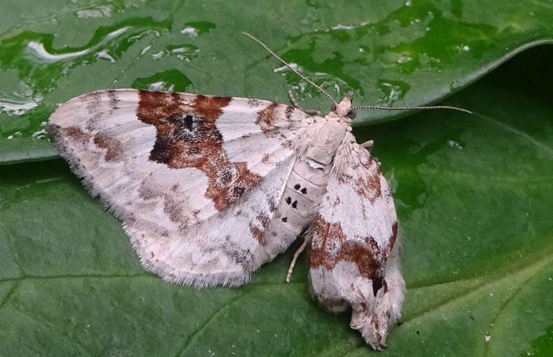 f. e m.  di.....Xanthorhoe montanata - Geometridae