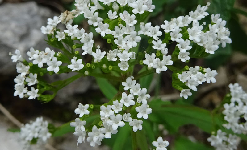 Valeriana tripteris - Caprifoliaceae