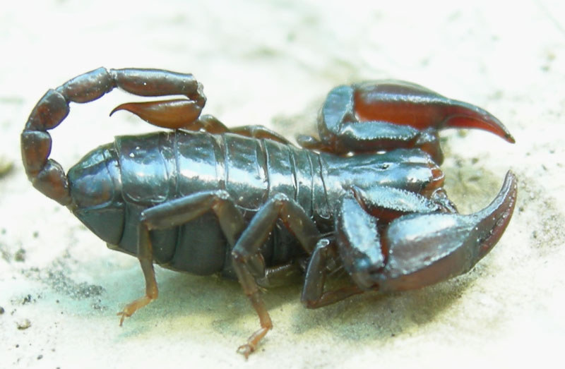 Euscorpius alpha o germanus....dal Trentino