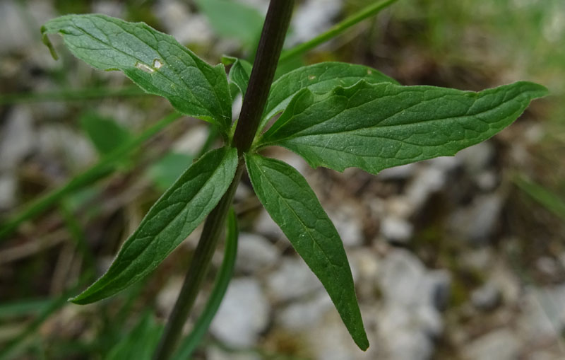 Valeriana tripteris - Caprifoliaceae