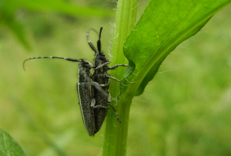 Agapanthia cardui