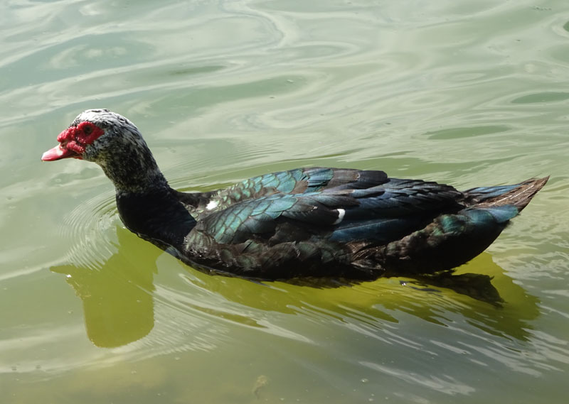 Cairina moschata