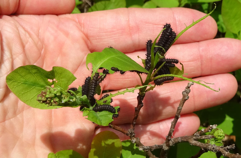 bruchi e uova: Saturnia pavoniella su Cotinus coggygria