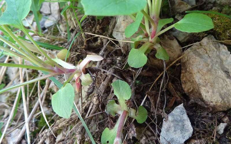 Valeriana tripteris - Caprifoliaceae