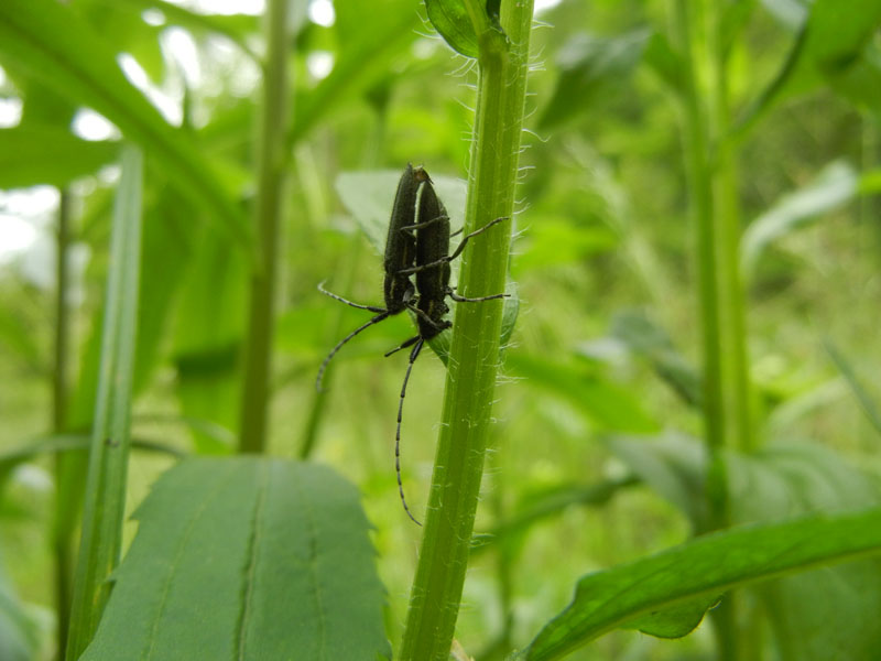 Agapanthia cardui