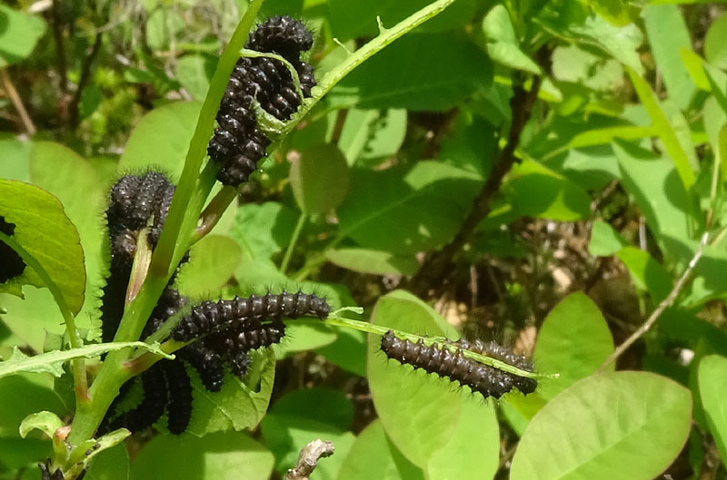 bruchi e uova: Saturnia pavoniella su Cotinus coggygria