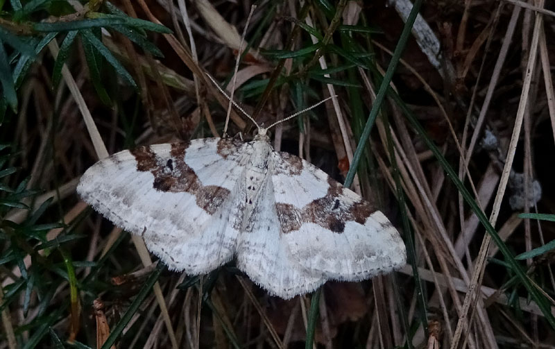 f. e m.  di.....Xanthorhoe montanata - Geometridae