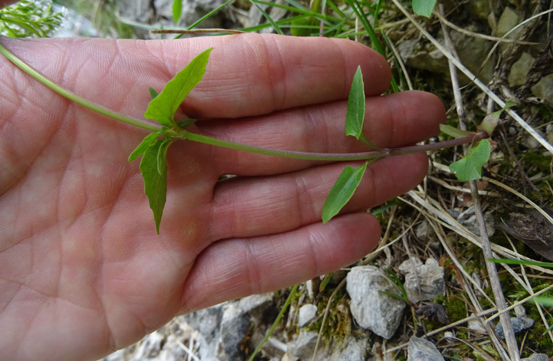 Valeriana tripteris - Caprifoliaceae