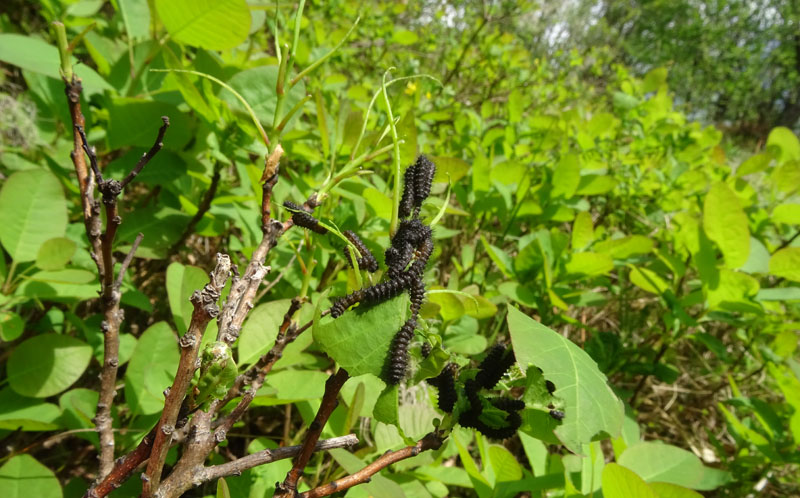 bruchi e uova: Saturnia pavoniella su Cotinus coggygria