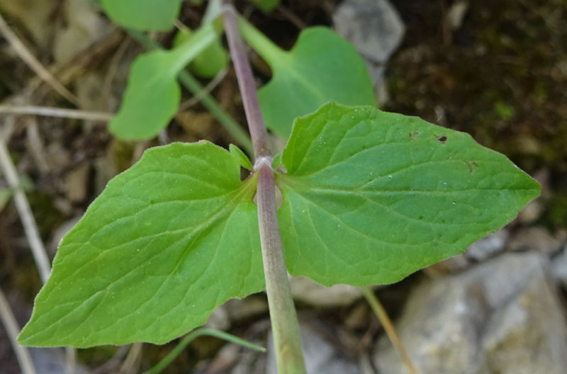 Valeriana tripteris - Caprifoliaceae