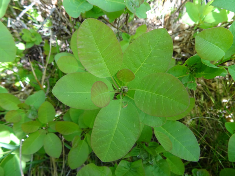 bruchi e uova: Saturnia pavoniella su Cotinus coggygria