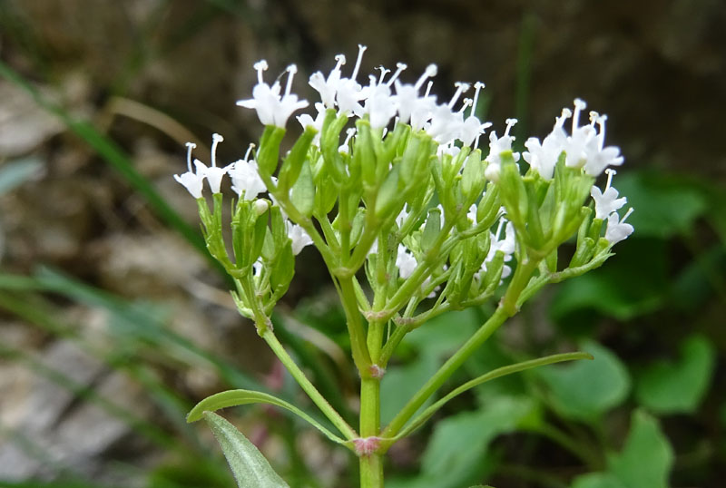 Valeriana tripteris - Caprifoliaceae