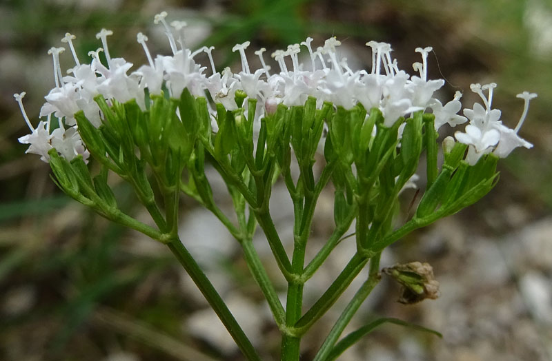 Valeriana tripteris - Caprifoliaceae