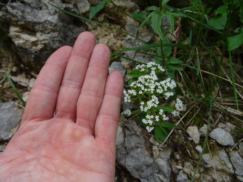 Valeriana tripteris - Caprifoliaceae