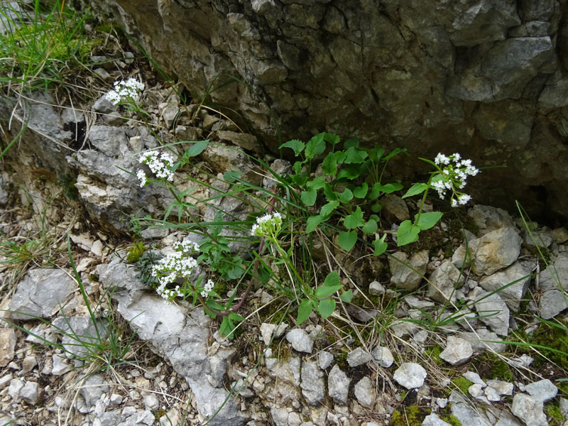 Valeriana tripteris - Caprifoliaceae