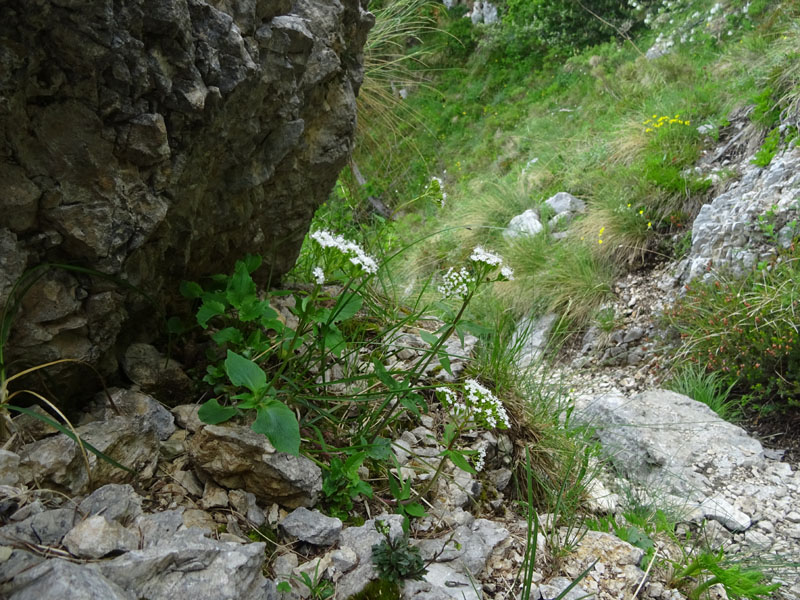 Valeriana tripteris - Caprifoliaceae