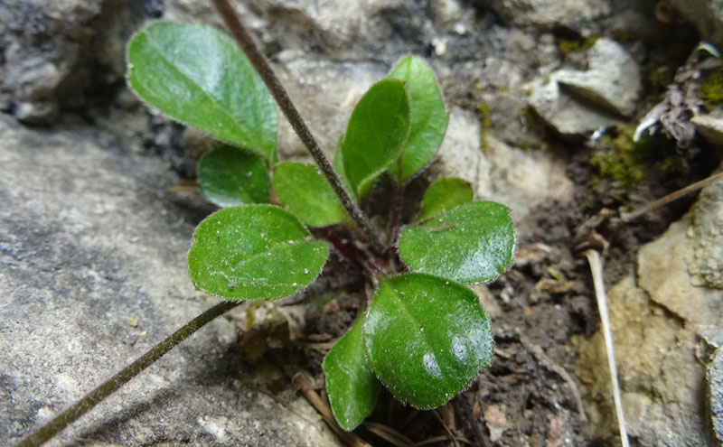 Bellidiastrum michelii / Astro falsa-pratolina