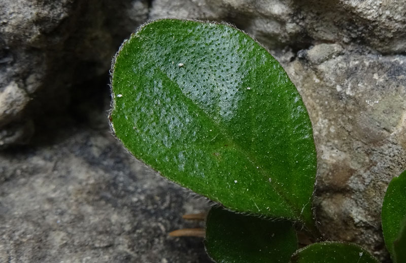 Bellidiastrum michelii / Astro falsa-pratolina