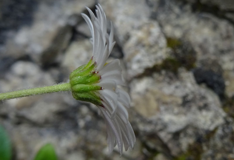 Bellidiastrum michelii / Astro falsa-pratolina