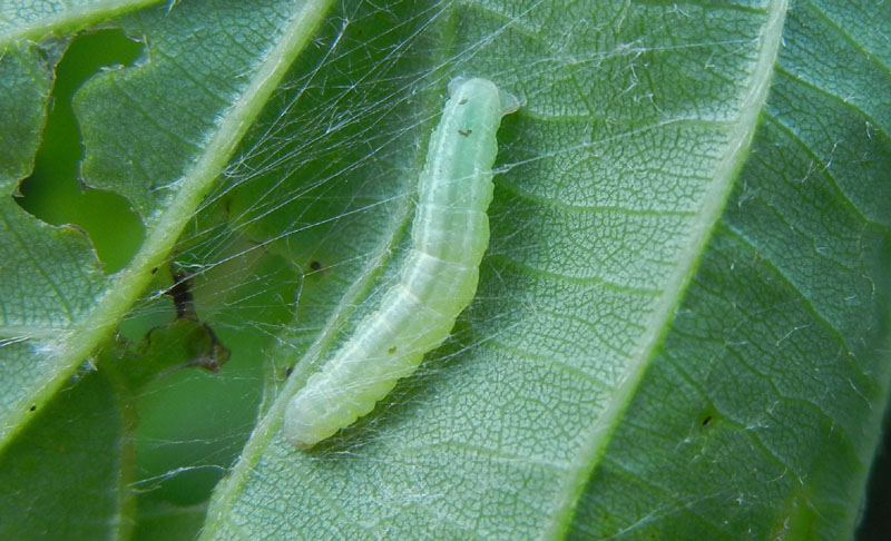 bruco: Operopthera brumata - Geometridae