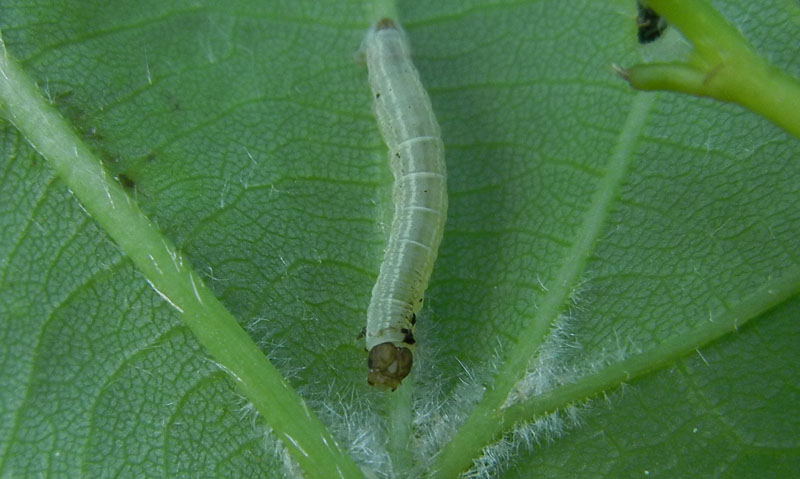 bruco: Operopthera brumata - Geometridae