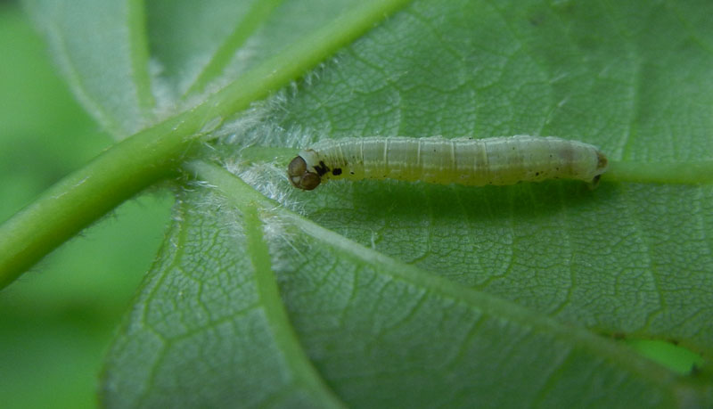 bruco: Operopthera brumata - Geometridae