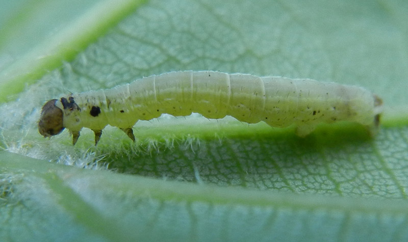 bruco: Operopthera brumata - Geometridae