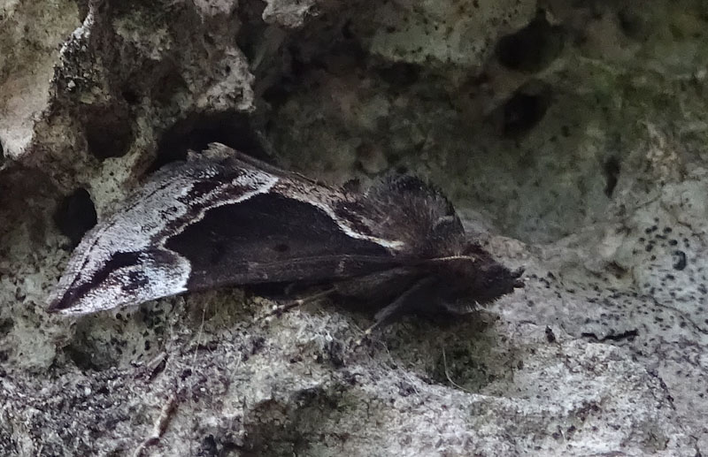 solo perch....l''ho vista appoggiarsi ! - Hypena crassalis