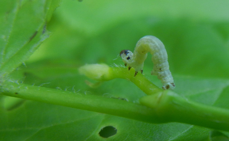 bruco: Operopthera brumata - Geometridae