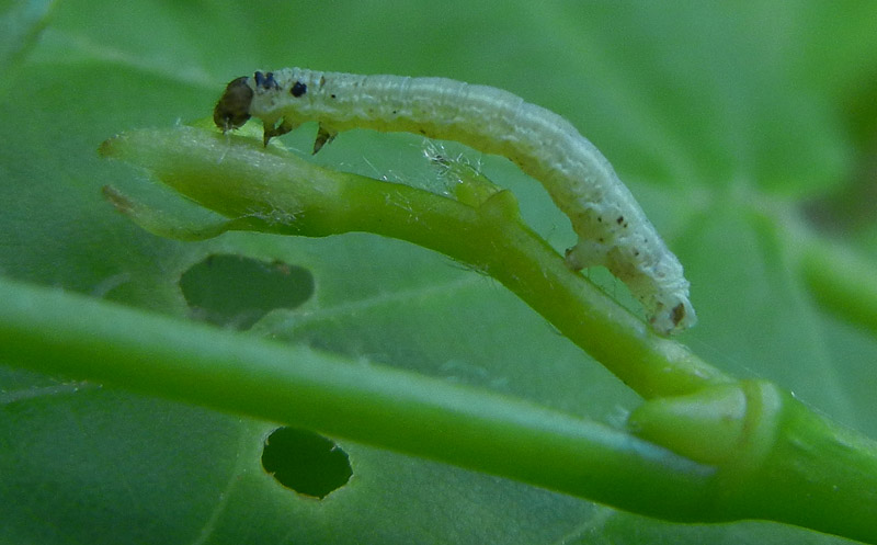 bruco: Operopthera brumata - Geometridae